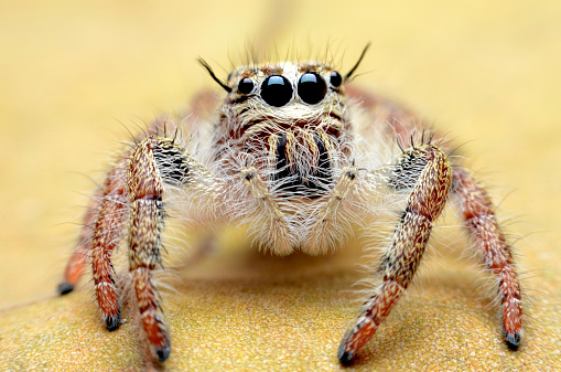 jumping spider with dew drops macro close up in green nature