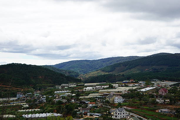 High view Beautiful pine forest with some house inside.
