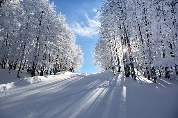 istock Mountain scenery in Vigla, Florina's ski center, Greece 535632993