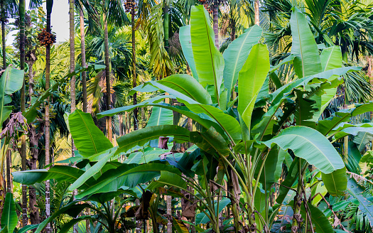 Banana plant grown next to paddy field in India, Asia.