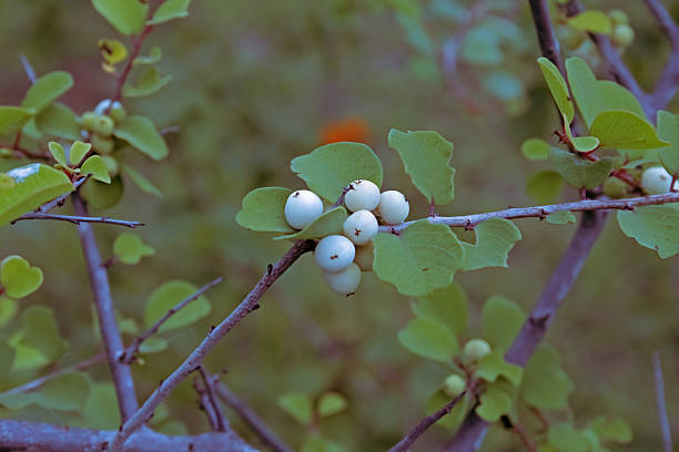 istock Branch of snowberries 535633717
