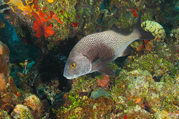 Black Margate on a Coral Reef - Roatan Black Margate (Anisotremus surinamensis) on a Coral Reef - Roatan, Honduras grunt fish stock pictures, royalty-free photos & images