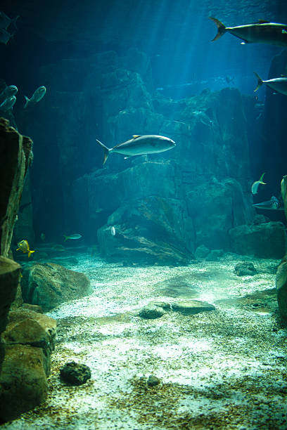 istock Saltwater aquarium with tropical fish 535634351
