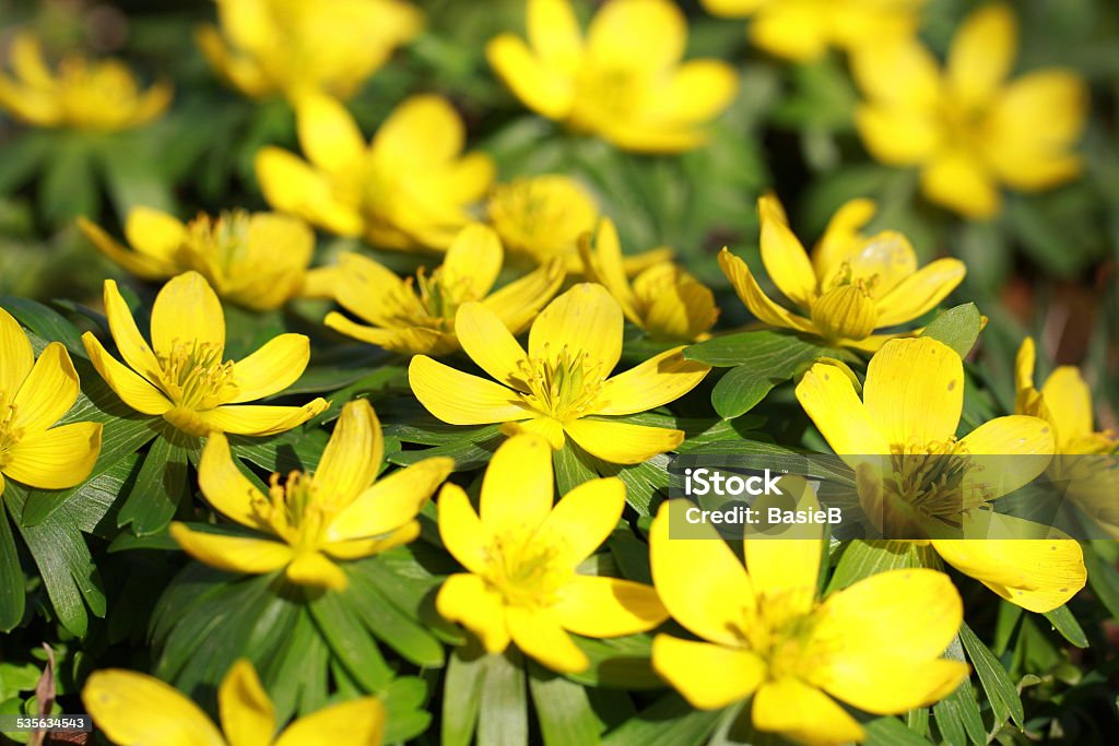 Eranthis hyemalis - Lizenzfrei 2015 Stock-Foto