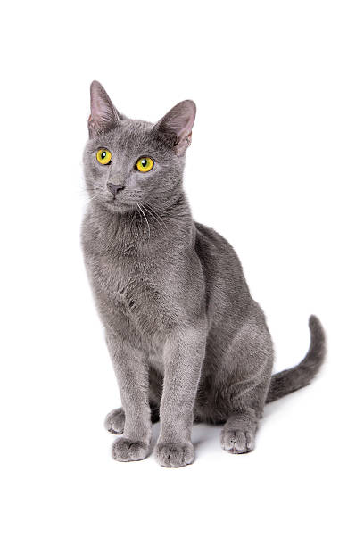 istock Russian blue cat with grey fur on isolated white background 535634779
