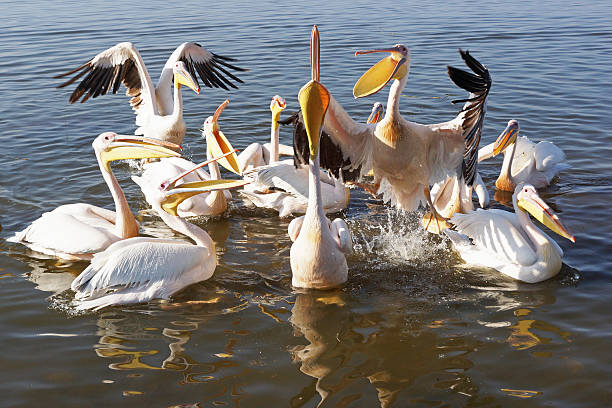 istock Pelican, Awassa, Ethiopia, Africa 535671923
