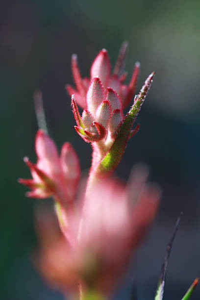istock close up kangaroo paw flower 535672531