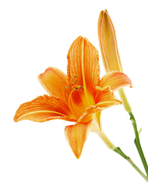 istock lily or daylily isolated on white 535672543