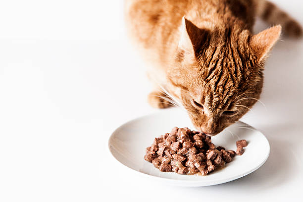 Cat eating his food wet cat food cat food stock pictures, royalty-free photos & images