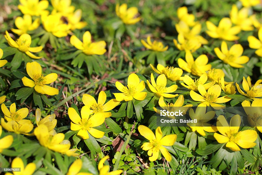 Eranthis hyemalis - Lizenzfrei 2015 Stock-Foto