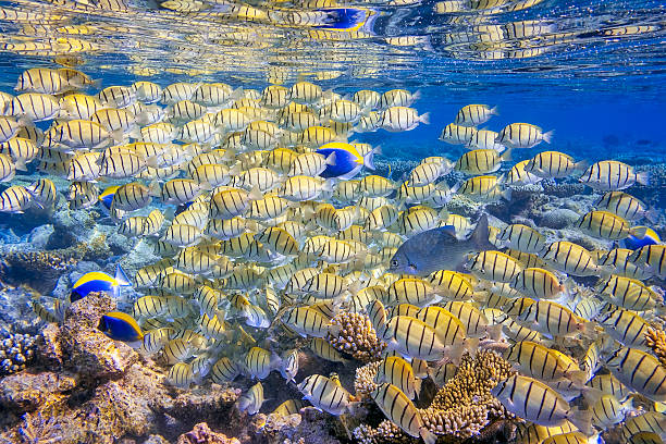 Shoal of Manini (Convict) Surgeonfish on coral reef Shoal of Convict Surgeonfish on coral reef - Maldives acanthuridae photos stock pictures, royalty-free photos & images