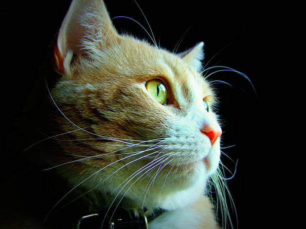 A stray cat startled as it was caught hiding in my room.