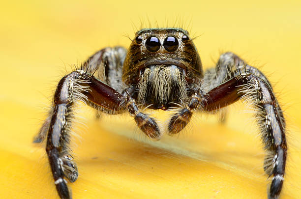 Jumping Spider. Jumping Spider. jumping spider photos stock pictures, royalty-free photos & images
