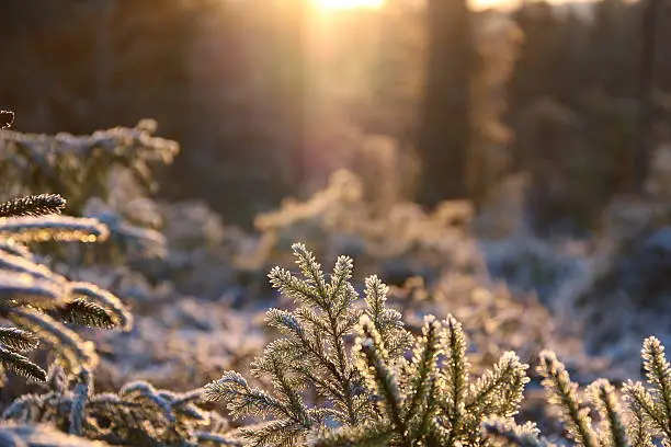 Frosty branches of spruce glittering in sunlight.