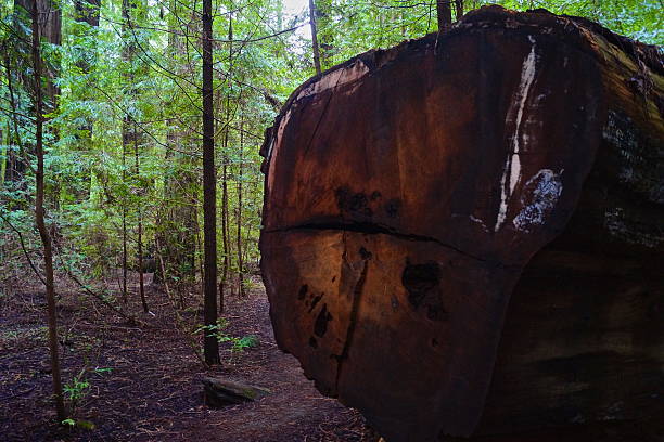 istock Humboldt Redwood Core 535675731