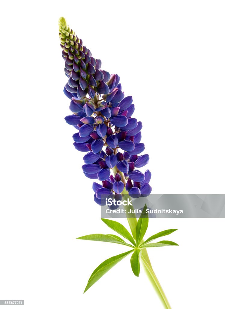 blue flower lupine isolated blue flower lupine isolated on white background Lupine - Flower Stock Photo