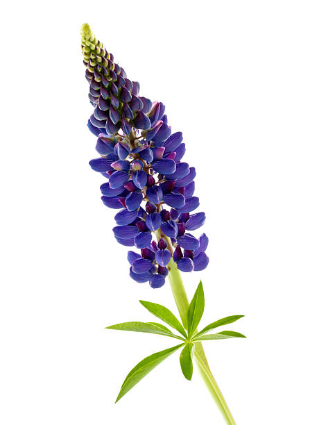 голубой цветок lupin изолированные - flower purple macro bud стоковые фото и изображения