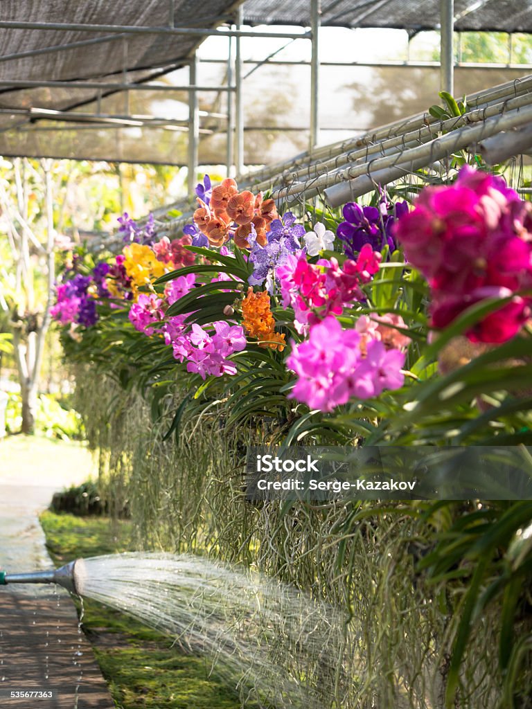 The flow of water from the garden The flow of water from the garden watering flows roots hanging orchidsThe flow of water from the garden watering flows roots hanging orchids 2015 Stock Photo