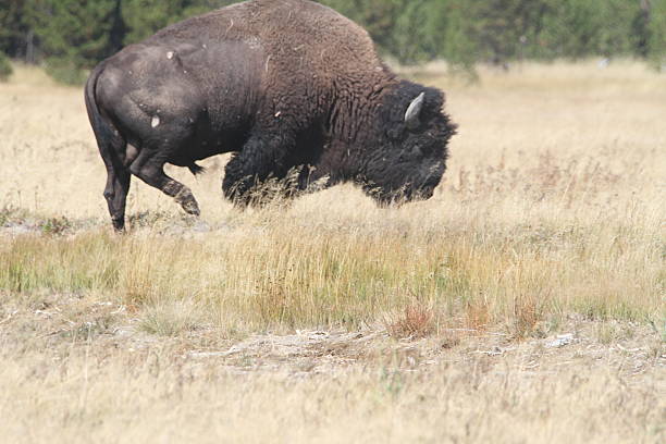 istock Yellowstone Grand Tetons 535677743