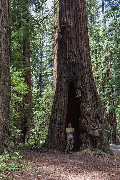 istock Its so tall - Giant Redwood tree 535679451