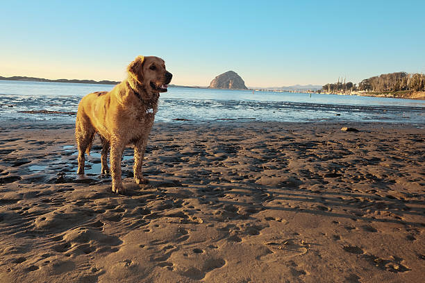 istock Dog in the sunshine on the beach 535679647