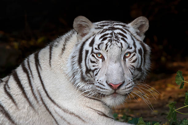 istock Menacing stare of a white bengal tiger. 535679683