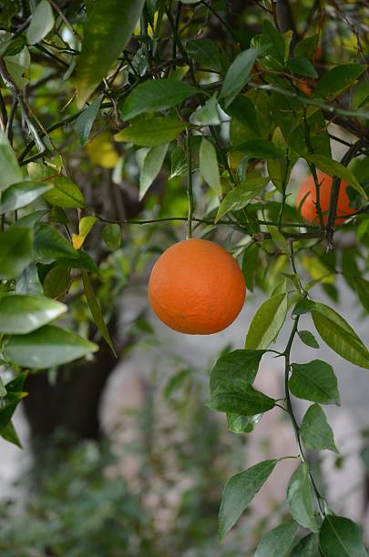 istock Close Up of Orange Tree 535679877