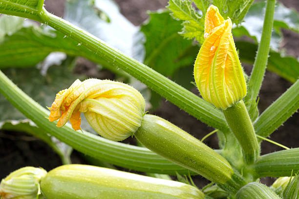 szpiku kostnego - zucchini vegetable squash marrow squash zdjęcia i obrazy z banku zdjęć