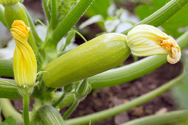 medula - zucchini squash marrow squash vegetable imagens e fotografias de stock