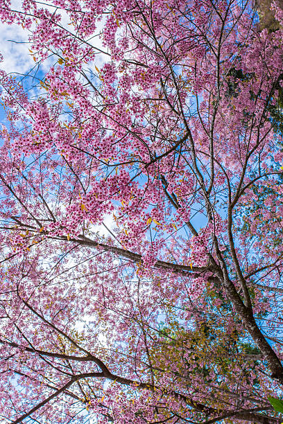 istock Sakura tree. Chiangmai Thailand wild himalayan cherry prunus cer 535680993