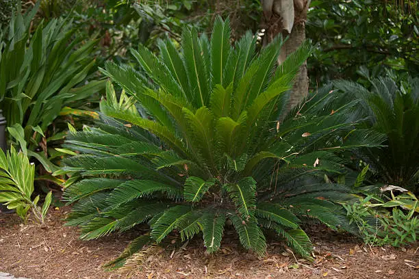 A Sago Palm (Cycas revoluta) in a Florida flowerbed.  They are also known as King Sago, Sago Cycad, or Japanese Sago Palm.  Sago is a starch extracted from the spongy core.  Sago is a major staple food for the lowland peoples of New Guinea and the Maluku Islands.