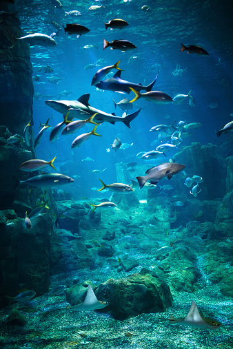 Exotic fishes in an aquarium.