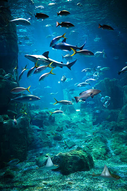 Aquarium Exotic fishes in an aquarium. fish tank stock pictures, royalty-free photos & images