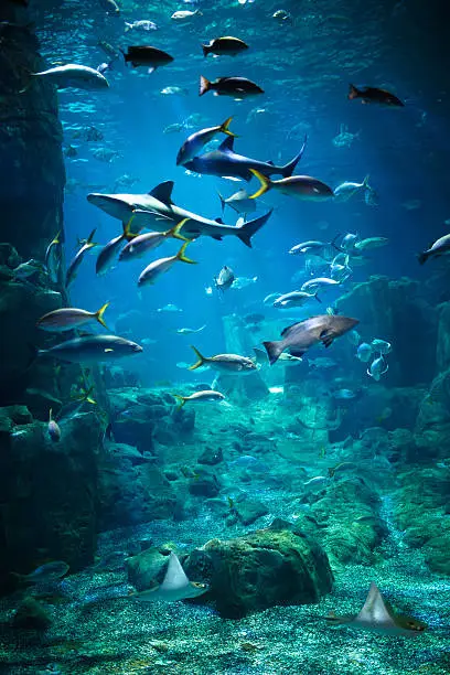 Photo of Aquarium