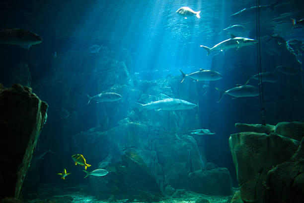 istock Saltwater aquarium with tropical fish 535681565