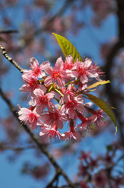istock Thai Sakura, The beautiful pink blossom 535681907