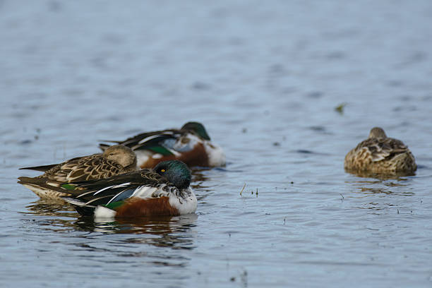 istock Northern Shovelers 535683717