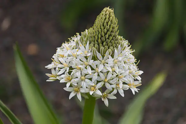 detail of white scilla peruviana flower head