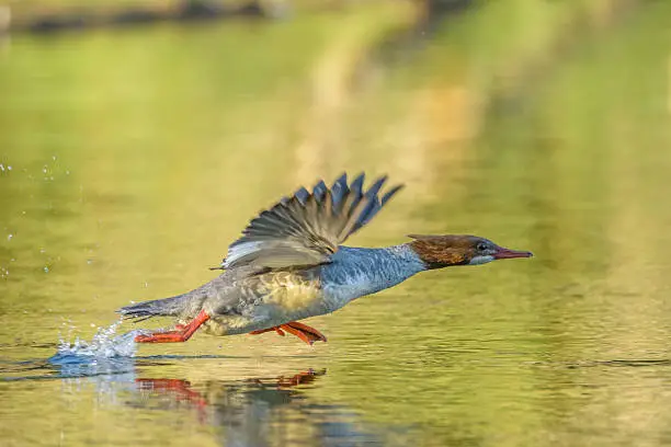 A common female merganser runs across the surface of the water atempting to take flight.
