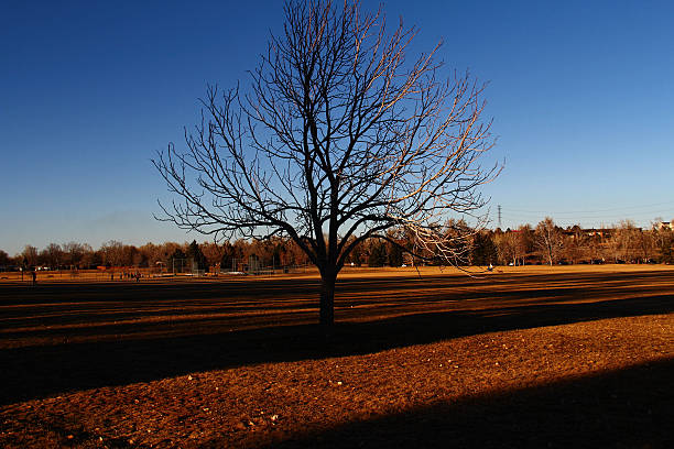 дерево-стоковое изображение - landscape tree field solitude стоковые фото и изображения