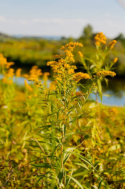 istock Solidago Gigantea Aiton 535699039
