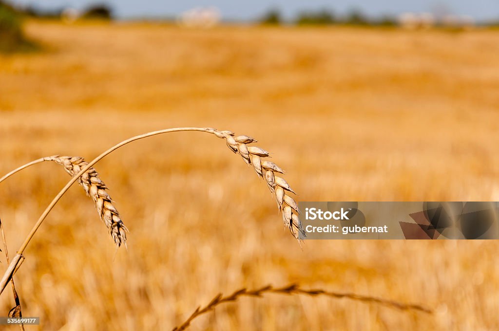 Wheat (Triticum Sp.) 2015 Stock Photo