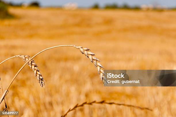 Wheat Stock Photo - Download Image Now - 2015, Agricultural Field, Agriculture