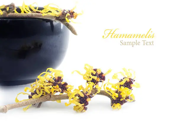 witch hazel in bloom and cream pot of black ceramic in the background, isolated on white, sample text hamamelis