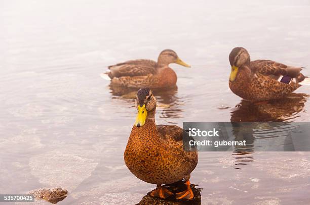 Females Mallard Stock Photo - Download Image Now - 2015, Accidents and Disasters, Animal