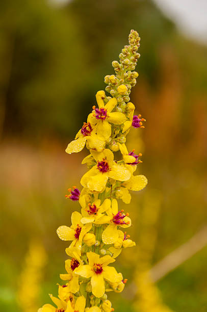 istock Verbascum Nigrum L. (Dark Mullein) 535702585