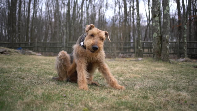 Airedale terrier scratches oneself on the backyard of the country house