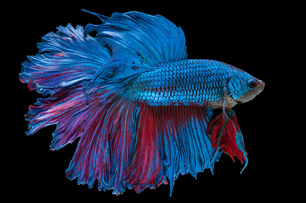 istock beautiful betta splendens isolated on black background 535703037