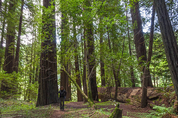 istock Avenue of the Giants Grove 535703137