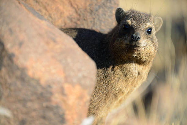 Rock hyrax, Quiver Tree Forest, Namibia Rock hyrax, Quiver Tree Forest, Namibia tree hyrax stock pictures, royalty-free photos & images